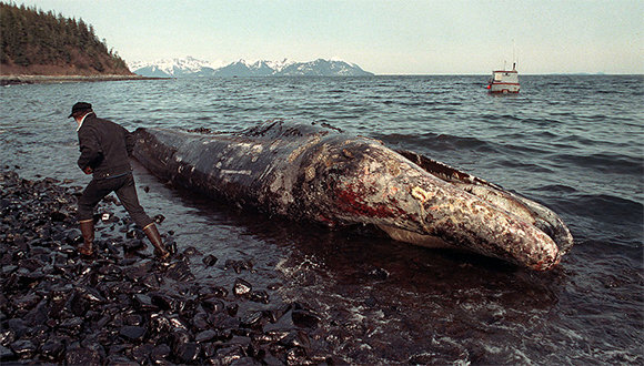 exxon-valdez-ballena