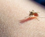 La zanzara Anofeles femmina che trasmette la malaria
