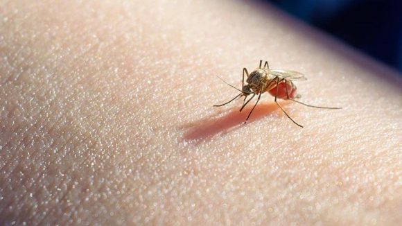 La zanzara Anofeles femmina che trasmette la malaria